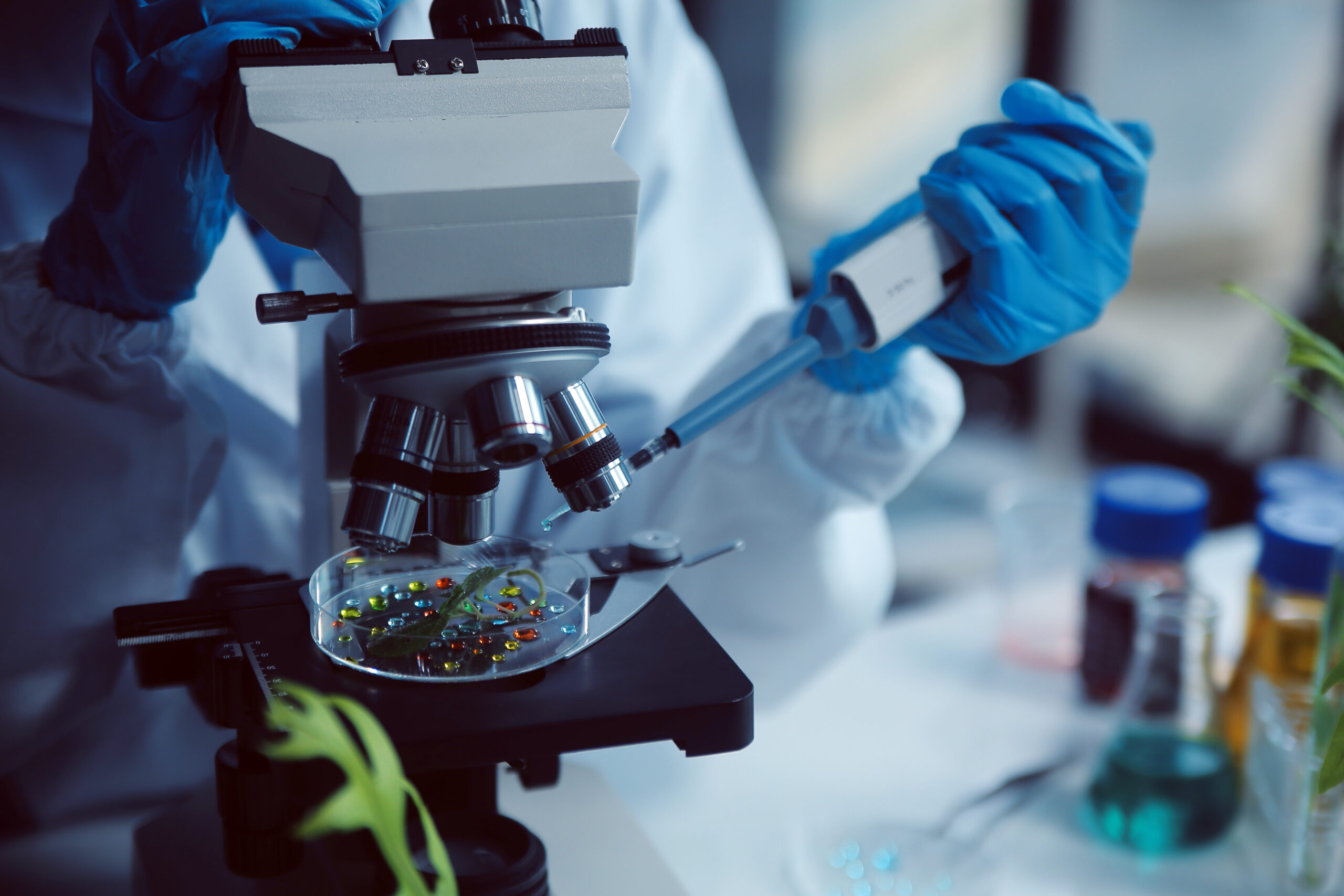 Scientist cutting plant tissue culture in petri dish, performing laboratory experiments. Small plant testing. Asparagus and other tropical plant. Thailand. Soft light, close-up.